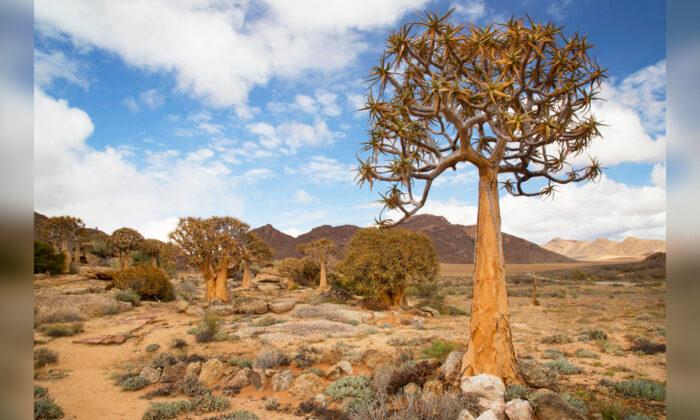 Unique Desert Biome in South Africa Is a Hotspot for Organisms Found Nowhere Else on Earth