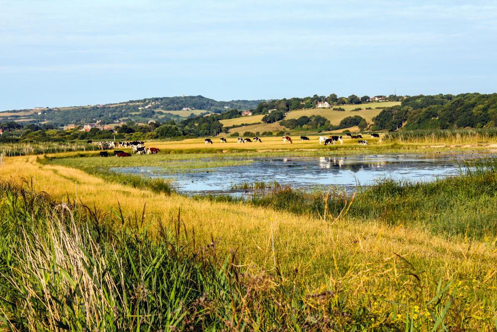 The pastoral landscape in Romney Marsh. (David Dennis/Shutterstock)