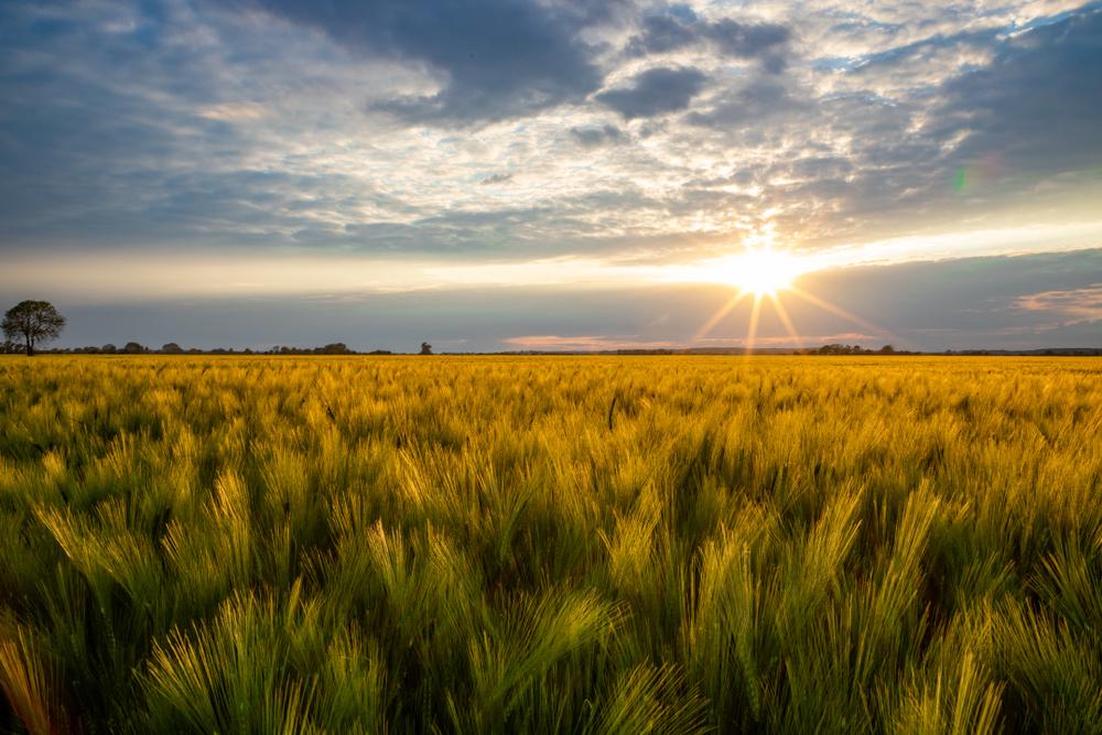 The sun sets over a barley field in rural Romney Marsh. (Howard Double/Shutterstock)