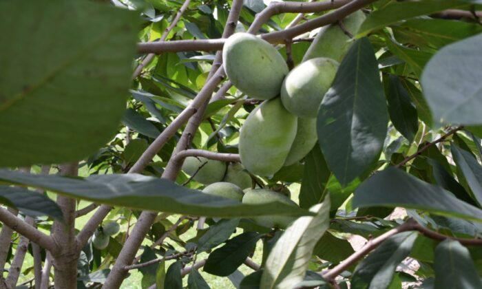 Short and Sweet: Pawpaw Season is Ripe Now