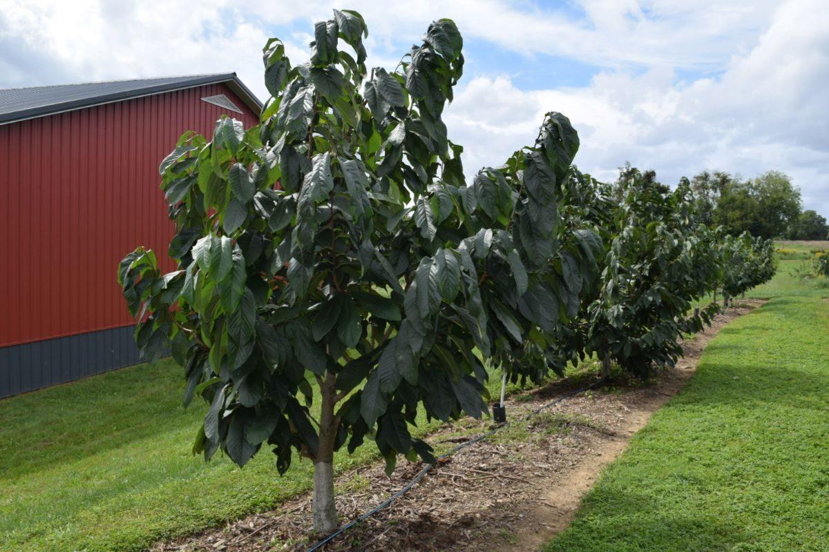 Pawpaw orchard at Horn Farm Center in York, Pennsylvania, on Sept. 21, 2021. (Beth Brelje/The Epoch Times)