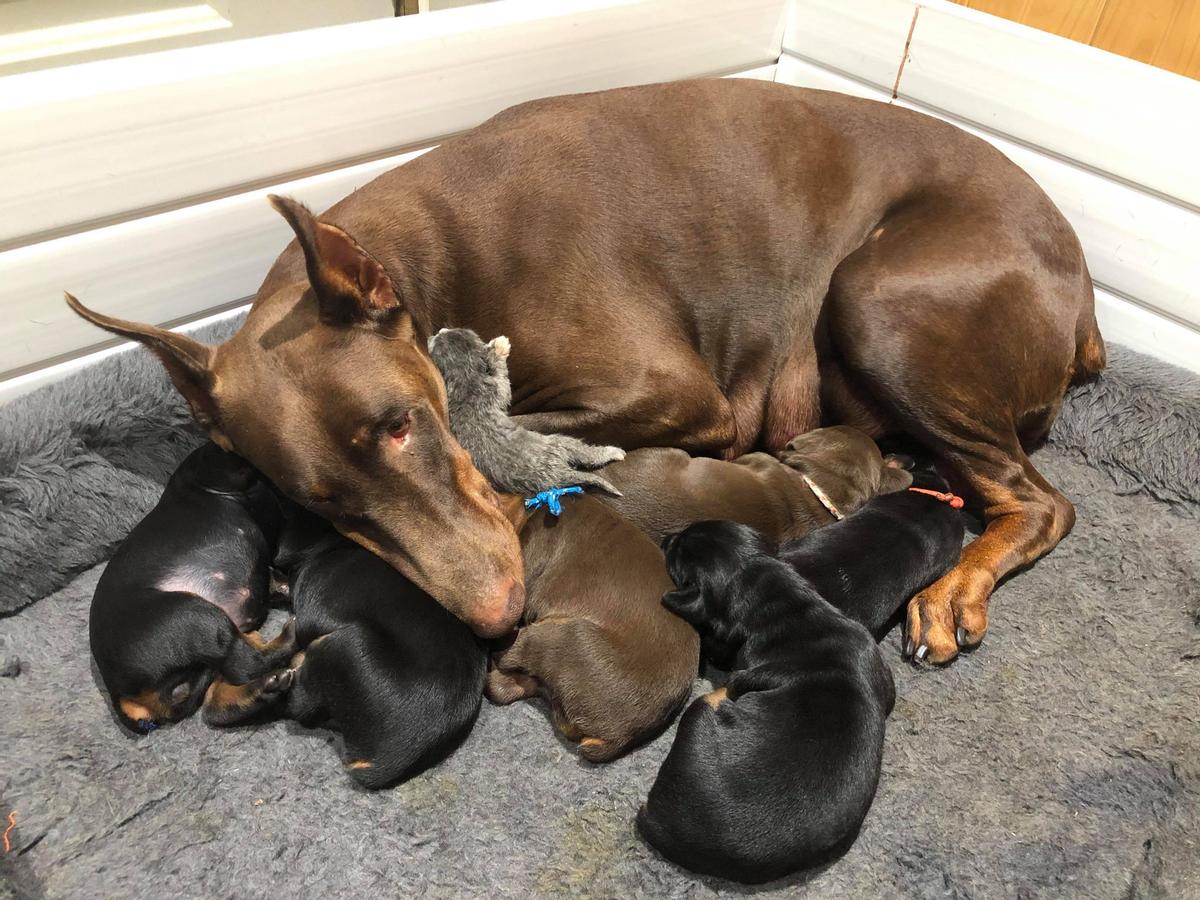 Ruby with Rose and the other litter of puppies. (Courtesy of <a href="https://www.facebook.com/bcuozzo">Brittany Callan</a>)