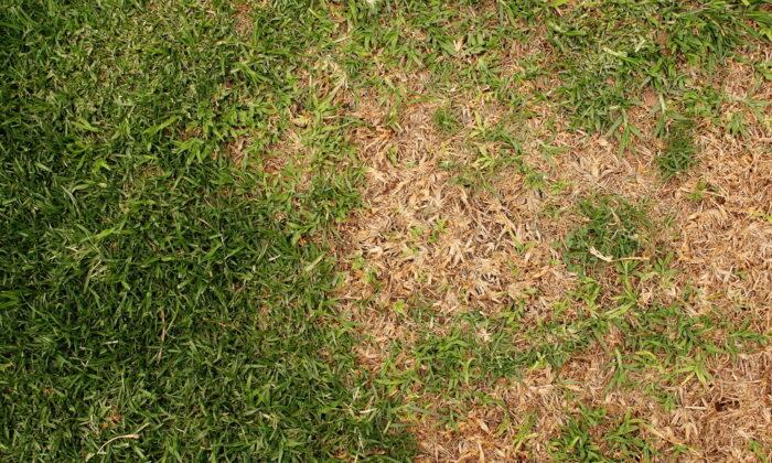 How to Save a Melted-Out Lawn