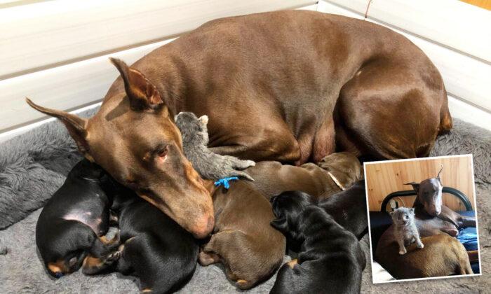 Doberman ‘Adopts’ Abandoned Kitten After Giving Birth to Her Own Litter of Puppies