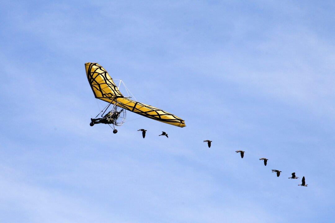 Up Above the World so High: Woman Flies With Geese Over the Alps