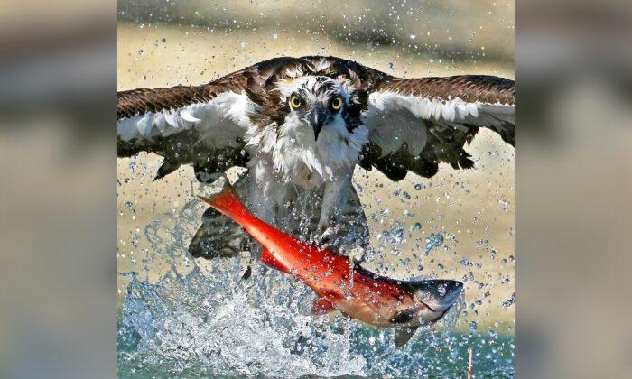 Stunning Photos Show Osprey Snatching Red Salmon out of Lake, Lifting Them Airborne