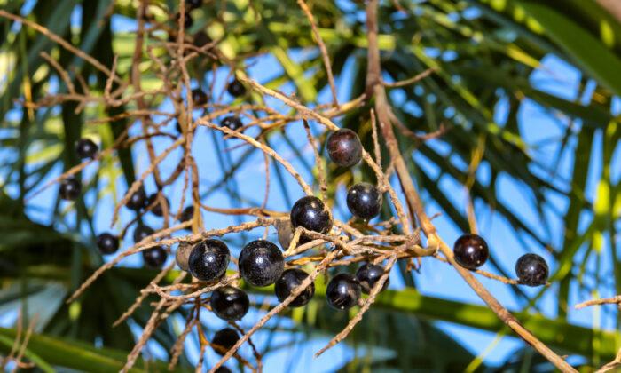 Open Borders and Early Picking Disrupting Florida’s Saw Palmetto Berry Industry