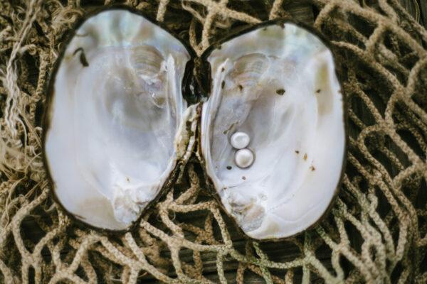 Natural pearls are farmed in Tennessee. (Courtesy of Tennessee Department of Tourist Development)