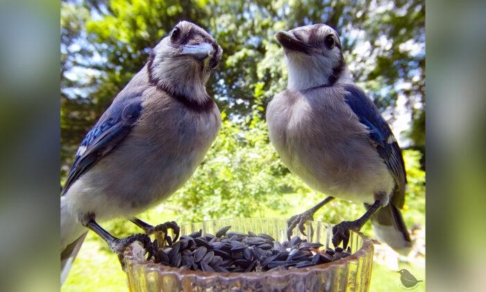 Michigan Woman Sets Up Homemade ‘Feeder Cam’ to Capture Close-Ups of Birds in Yard