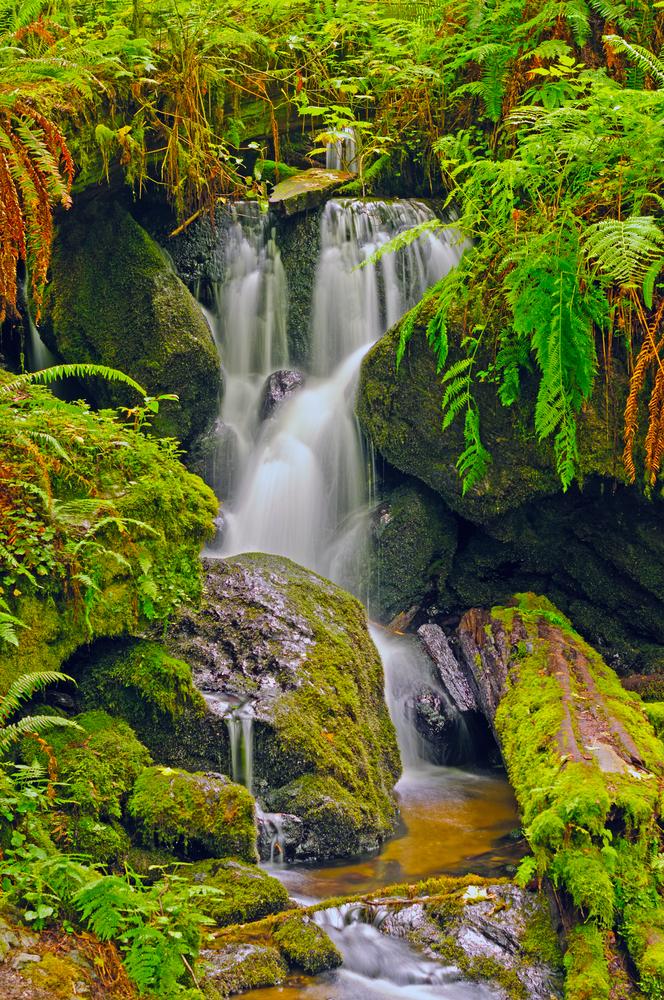 Trillium Falls, Redwood National Park. (Wildnerdpix/Shutterstock)