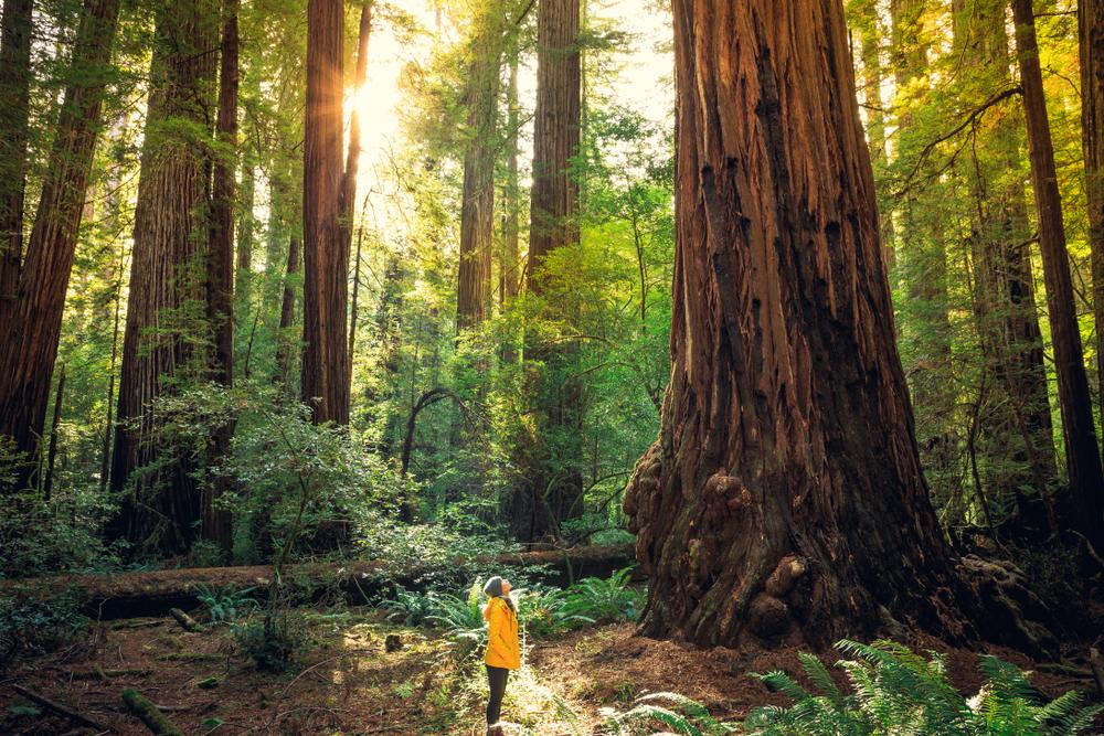 A walk among the redwoods. (Stephen Moehle/Shutterstock)