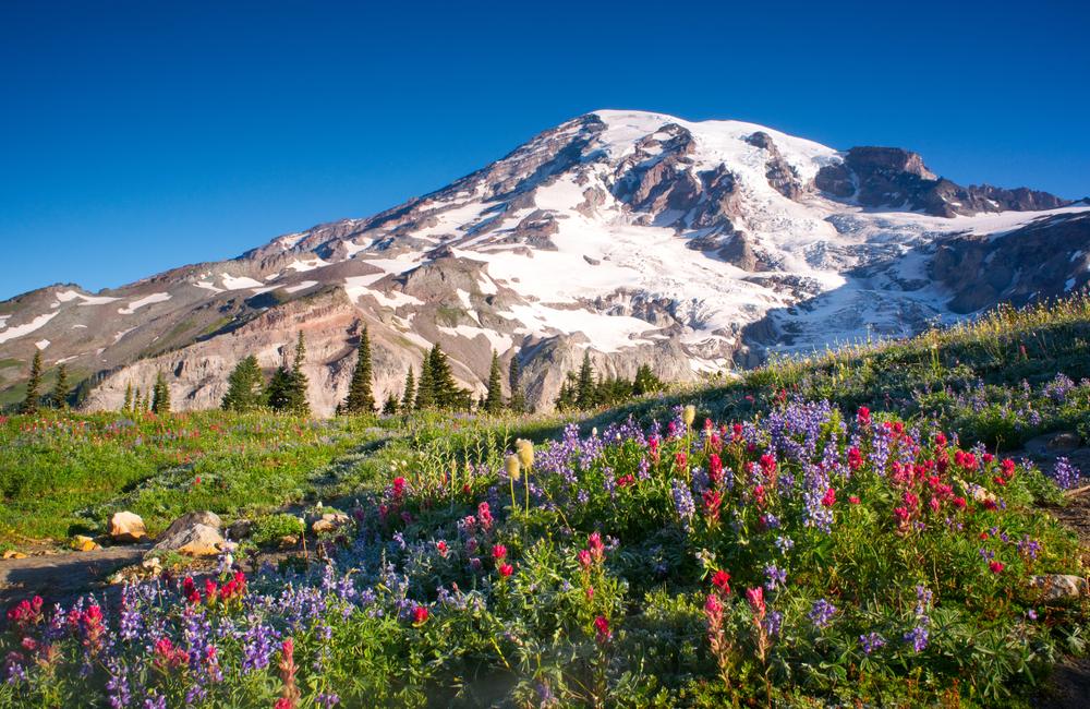 Alpine meadows in bloom on the hillsides surrounding Mount Rainier. (Real Window Creative/Shutterstock)