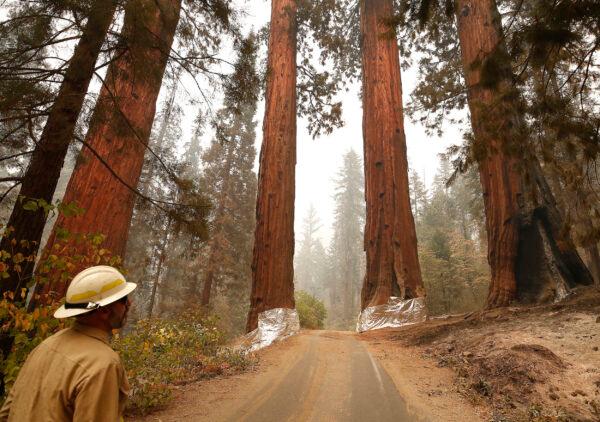 Deputy Fire Director at US Fish and Wildlife Service, Ed Christopher looks over the Four Guardsmen at the entrance to General Sherman at Sequoia National Park, Calif., on Sept. 22, 2021. (Gary Kazanjian/AP Photo)