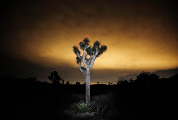 A Joshua Tree in Joshua Tree National Park, Calif., on June 2, 2014. (John Fredricks/The Epoch Times)
