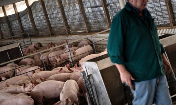 Industry Asks Supreme Court to Invalidate California Law Regulating Treatment of Hogs Outside Its Borders