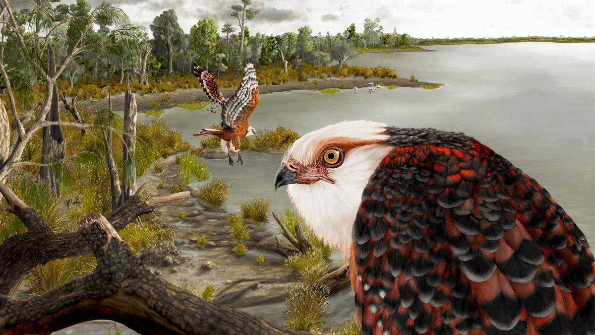 Australian Scientists Unearth 25 Million Year Old Eagle Fossil