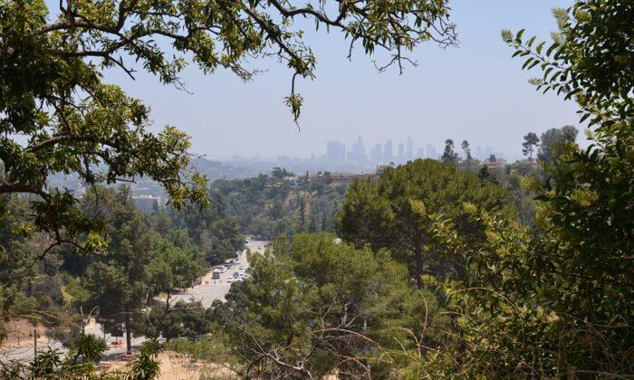 LA Nonprofit Launches Micro-Forest Initiative in City Parks