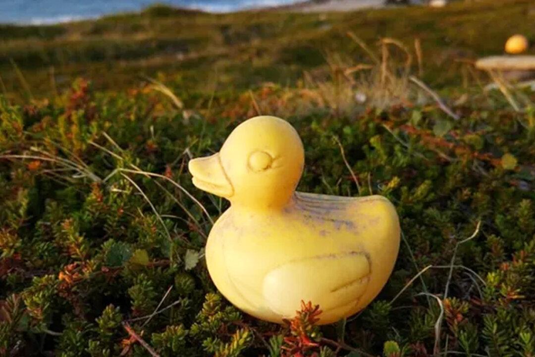 Russian Man Finds Rubber Duck That Travelled Over 6,000 Miles From River Race in Canada