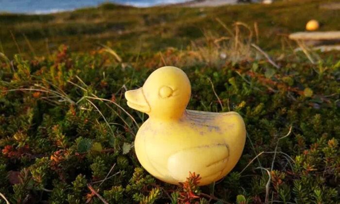 Russian Man Finds Rubber Duck That Travelled Over 6,000 Miles From River Race in Canada
