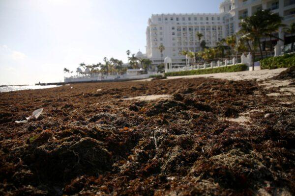 A beach covered with sargassum is pictured near a hotel in Cancun, Mexico, on Aug. 21, 2021. (Paola Chiomante/Reuters)