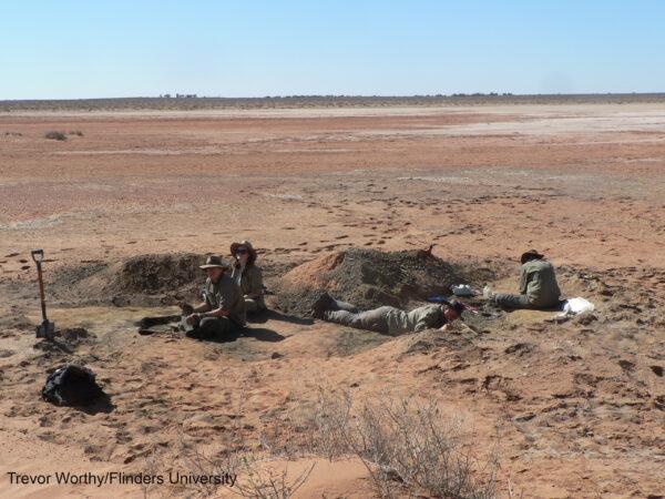 Palaeontologists from Flinders University excavating fossils near Lake Pinpa, South Australia. (Trevor Worthy/Flinders University)
