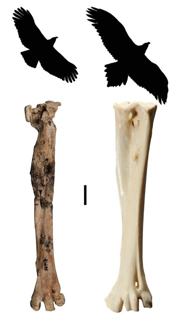 A comparison of the prepared fossil tarsometatarsus (foot bone) and a hypothesised silhouette of Archaehierax sylvestris (left) compared to the wedge-tailed eagle Aquila audax (right). The scale bar is 10 mm long. (Supplied)