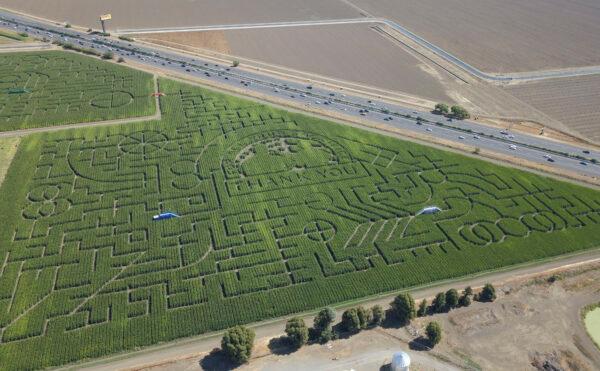 An aerial view of the corn maze at Cool Patch Pumpkins in Dixon, Calif., on Sept. 26, 2021. (Ilene Eng/The Epoch Times)