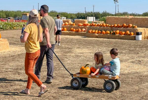 Visitors at Cool Patch Pumpkins in Dixon, Calif., on Sept. 26, 2021. (Ilene Eng/The Epoch Times)