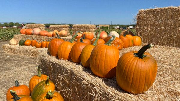 Pre-picked pumpkins sit on haystacks for people to take or photograph with at Cool Patch Pumpkins in Dixon, Calif., on Sept. 26, 2021. (Ilene Eng/The Epoch Times)