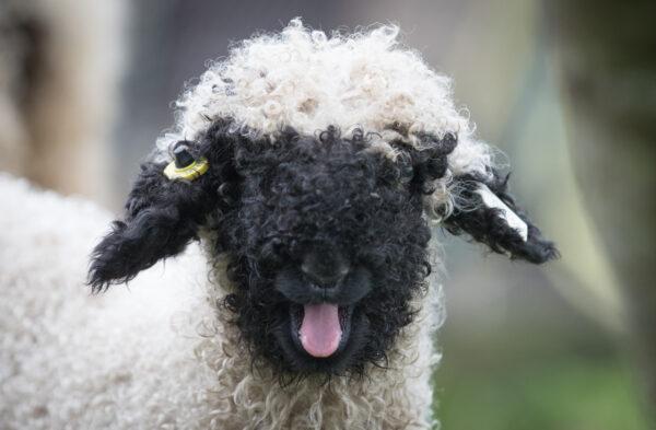 A recently arrived rare breed Valais Blacknose lamb. (Matt Cardy/Getty Images)