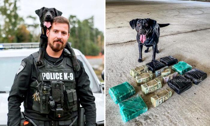 Adorable Black Lab K9 Officer With Amazing Nose Goes Viral After Partner Posts Their Adventures on the Web
