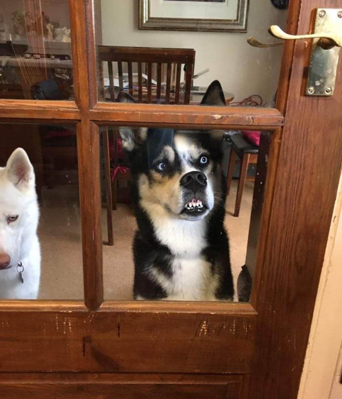 Baloo (R) making faces through the window, with his mom, Bear, looking unimpressed. (Courtesy of Caters News)