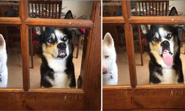 Husky Makes Hilarious Faces Pressing Nose Against Window When He Wants In, Cracks Up Owner