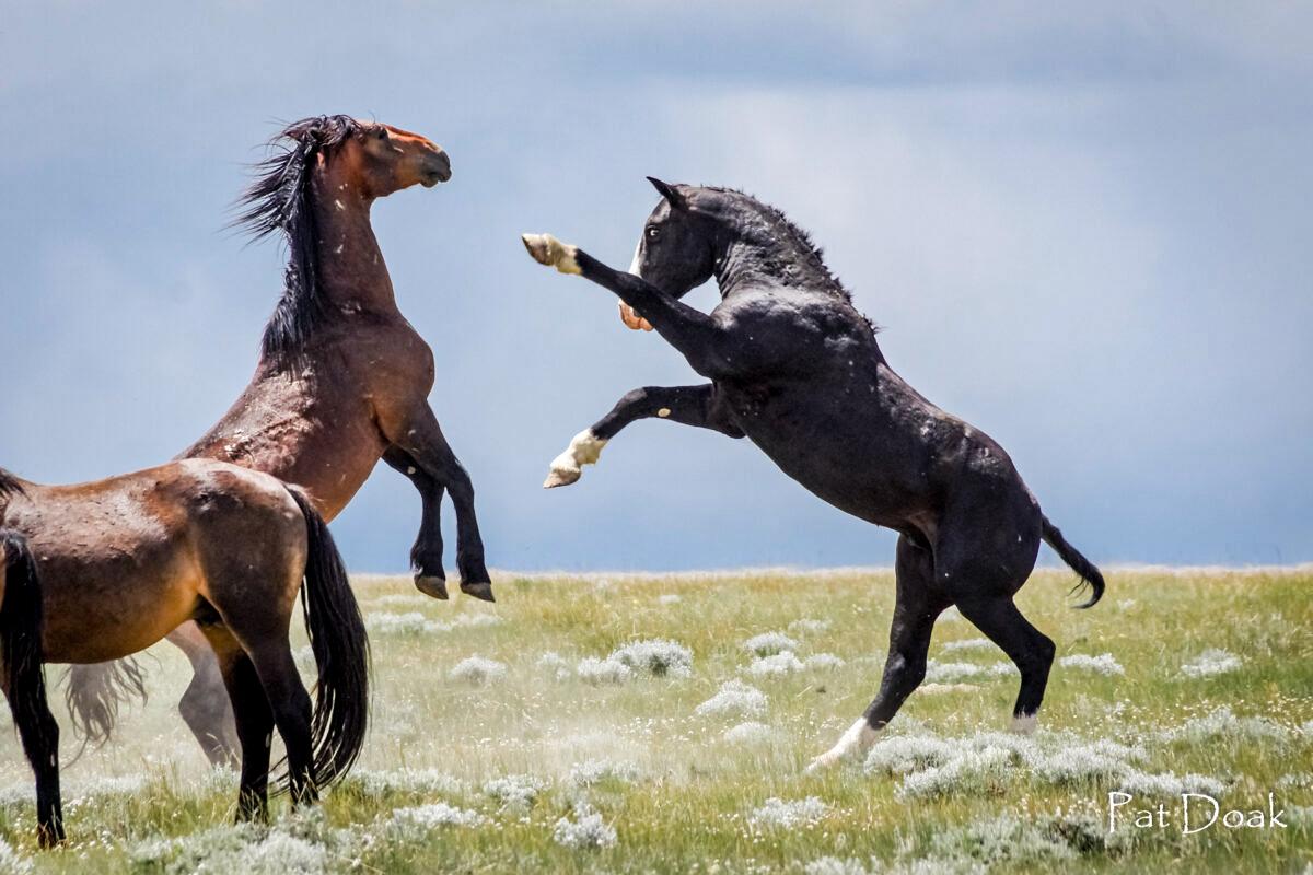 Documentary Showcases Mustangs, A Symbol of America’s Spirit of Freedom