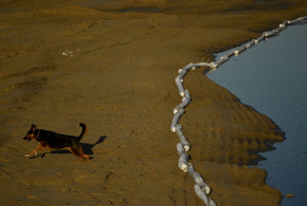 A dog plays near oil containment barriers in Newport Beach, Calif., on Oct. 3, 2021, after a pipeline breach connected to an oil rig off shore started leaking oil. (Patrick T. Fallon/AFP via Getty Images)
