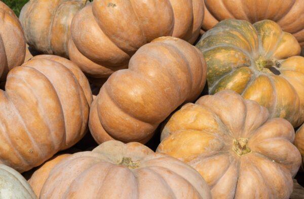 Fairytale pumpkins, a French heirloom variety, have a dusky-tan rind and sweet, subtle flavor. (Amy Lutz/shutterstock)