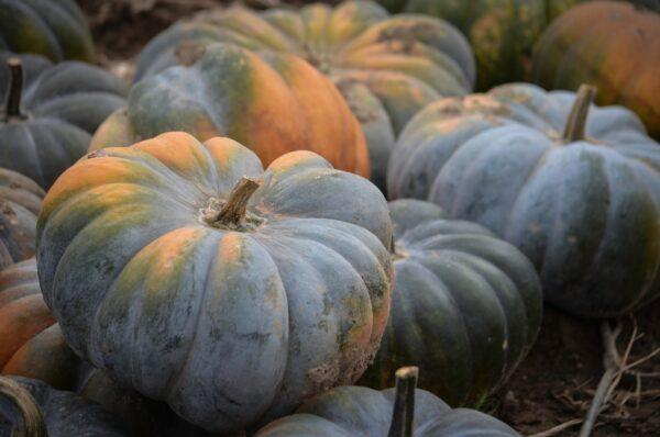 Jarrahdale pumpkins have a blue rind and a smooth, refreshing taste. (Erik Roys/shutterstock)
