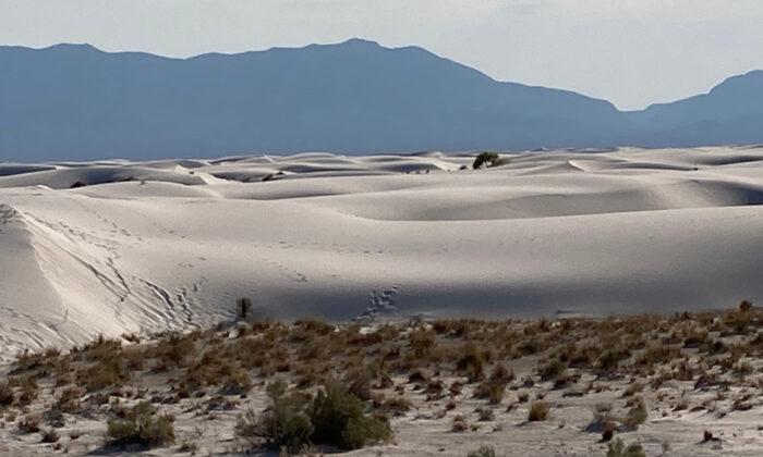 Search the White Sands of Alamogordo, New Mexico