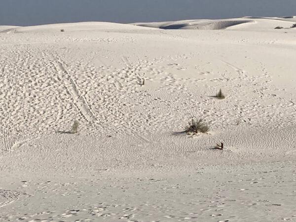 Sled tracks remain on a white sand dune in New Mexico's White Sands National Park. (Courtesy of Bill Neely)