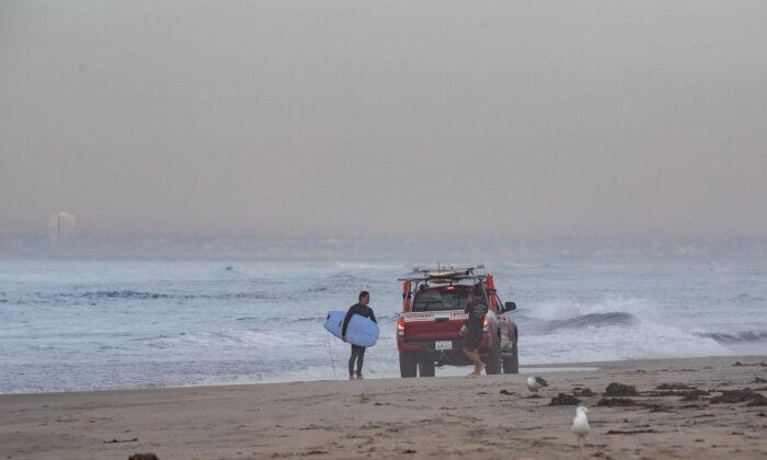 Wildlife Official: 4 Oiled Birds Collected so Far in OC Spill, 1 Euthanized