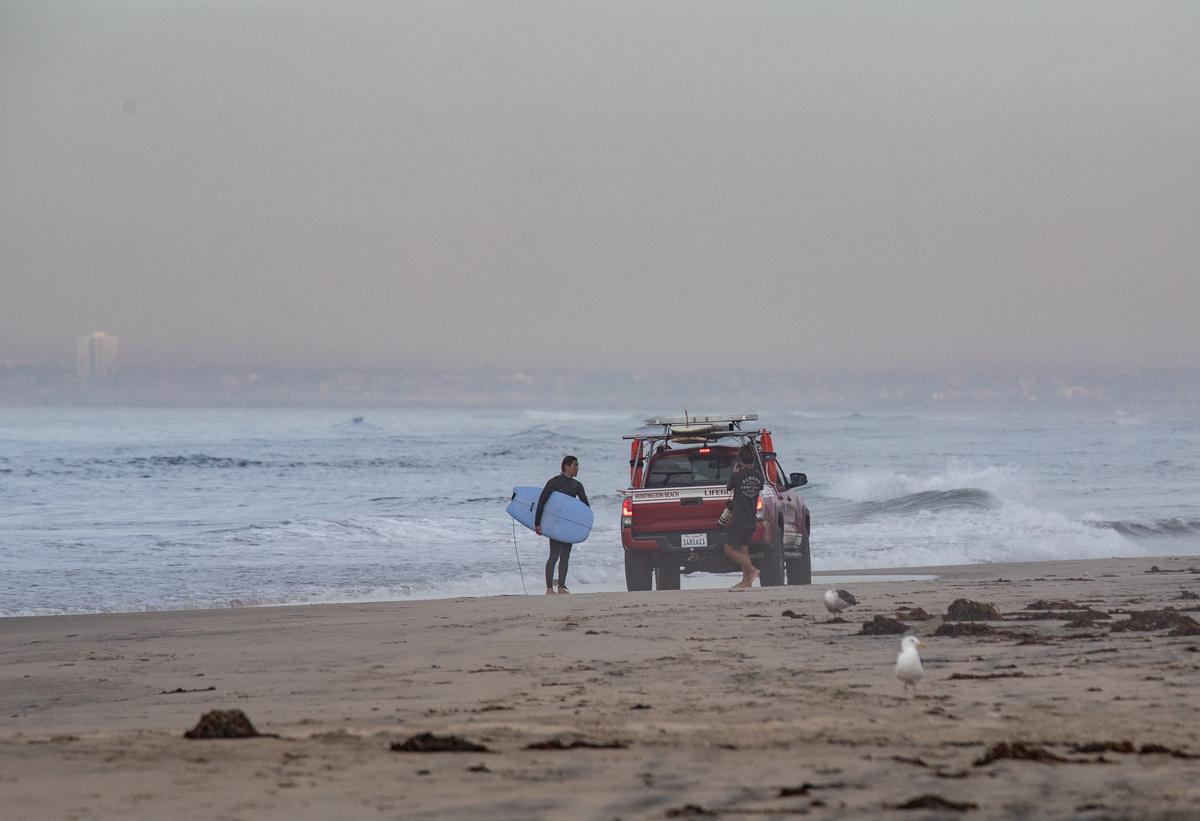 Wildlife Official: 4 Oiled Birds Collected so Far in OC Spill, 1 Euthanized
