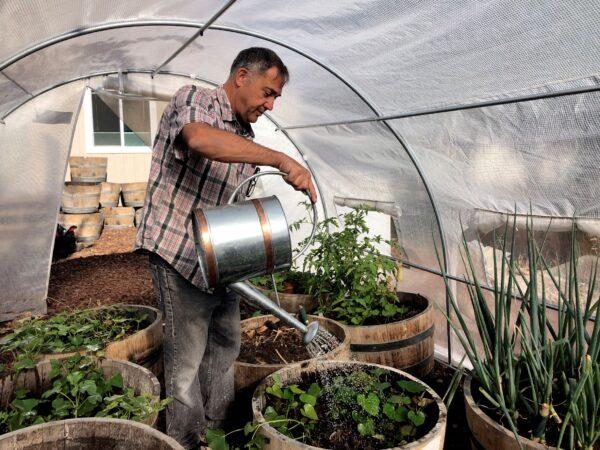 Don Johnson waters plants in his greenhouse using water from his air-to-water system installed by Ted Bowman, in his backyard in Benicia, Calif., on Sept. 28, 2021. (Haven Daily/AP Photo)