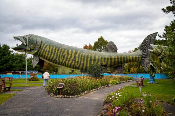 The Giant Muskie statue at the Fishing Hall of Fame in Hayward, Wis., on Sept. 20, 2021. (Jackson Elliott/Epoch Times)