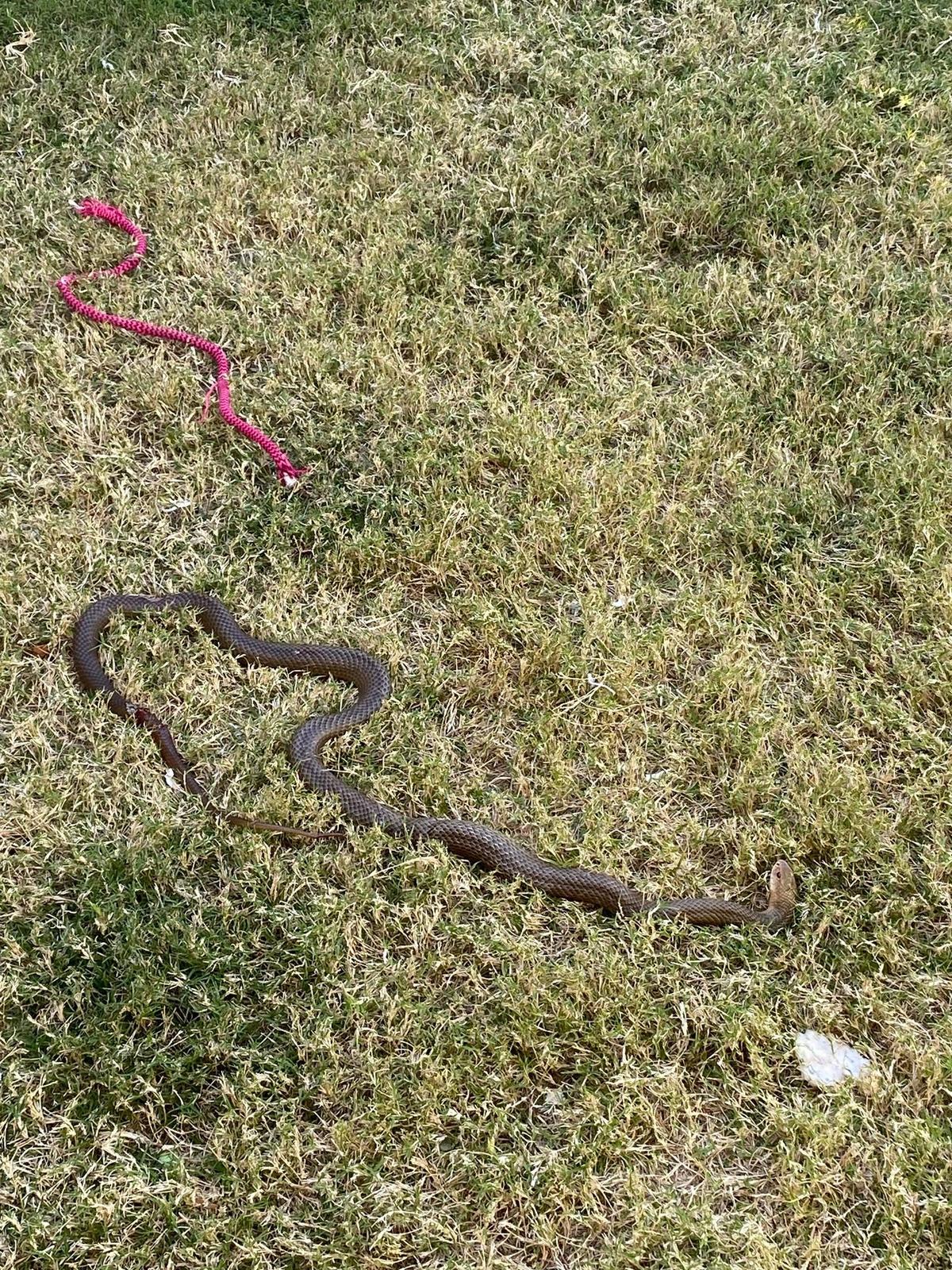 The brown snake that attacked Madeline's dogs in her backyard. (Courtesy of <a href="https://www.facebook.com/maddy.allen.9">Madeline Mills</a>)