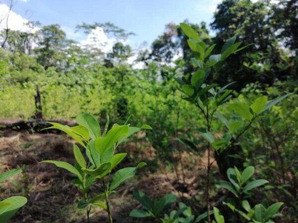 Calichu family coca plantation on Sept. 16, 2021. (Autumn Spredemann/The Epoch Times)