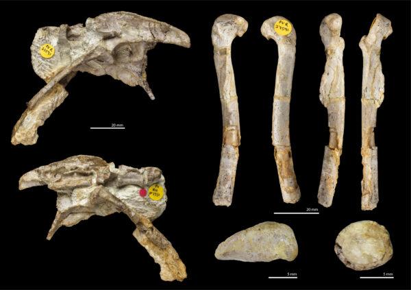 Fossils from the oldest-known meat-eating dinosaur from the UK—a chicken-sized animal that would have been one meter (3 feet) long with its tail—in an undated photo. (Kevin Webb/Natural History Museum via PA)