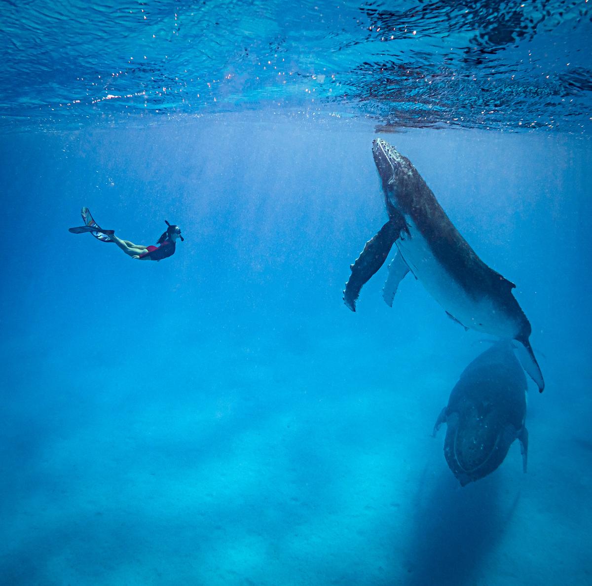 Freediving model Alice Edgar with a whale calf. (SWNS)