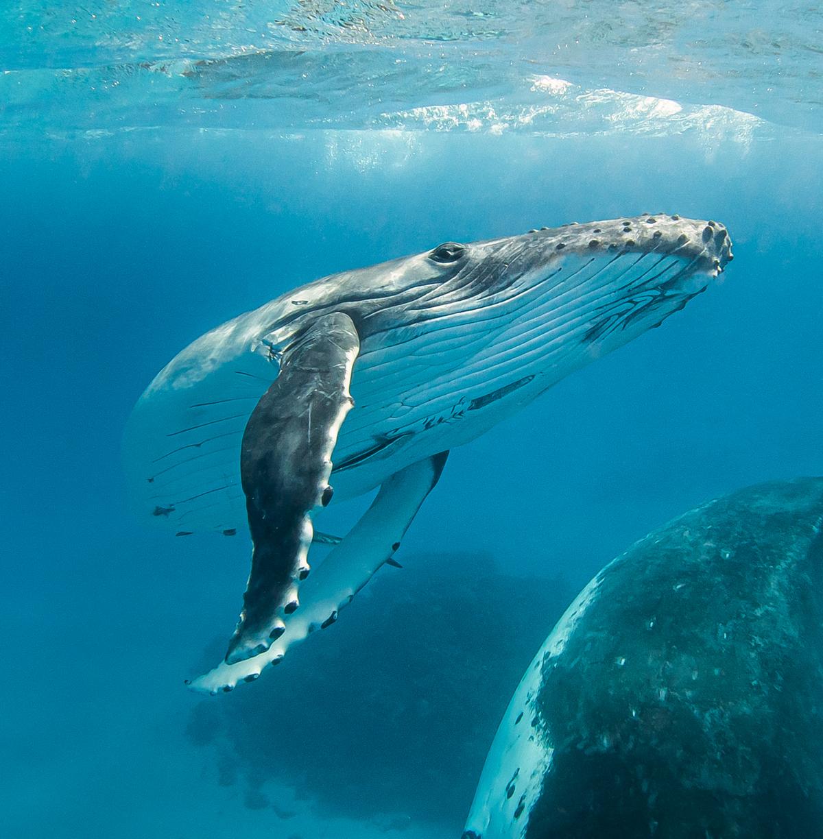 The humpback family. (SWNS)