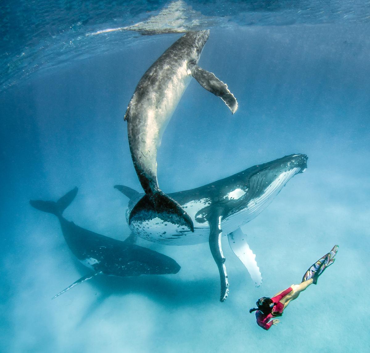 Professional underwater photographer David was able to capture some gorgeous images and video that showed the humpback seemingly "dancing" with his wife off the islands of Tonga in the South Pacific. (SWNS)