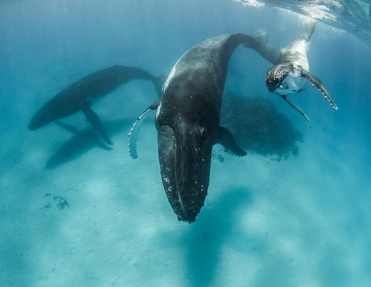The couple from Sydney were following the group of three humpback whales: a mother, her calf, and a male escort. (SWNS)